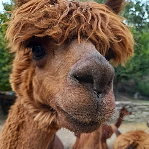 alpaca Duggy