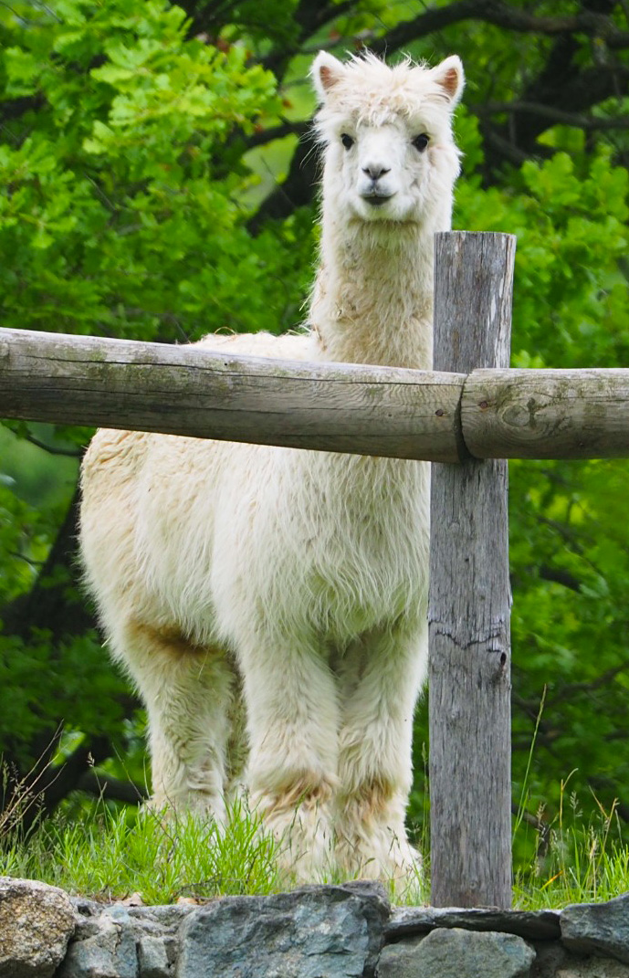 alpaca Wisky